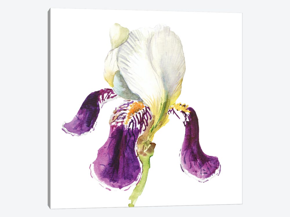 Iris Flower Watercolor by Nataly Mak 1-piece Canvas Wall Art