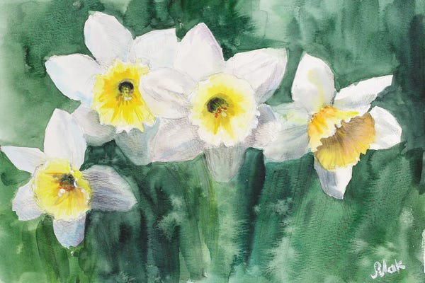 Daffodils: Daffodils White Flowers by Nataly Mak