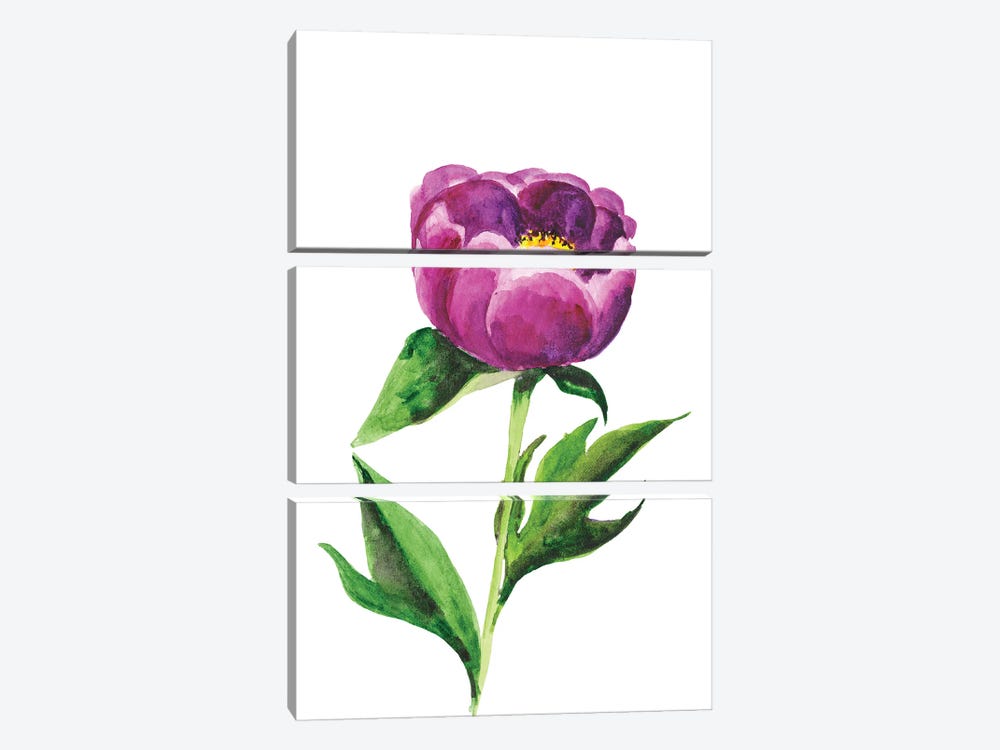 Peony Flower Watercolor by Nataly Mak 3-piece Canvas Artwork