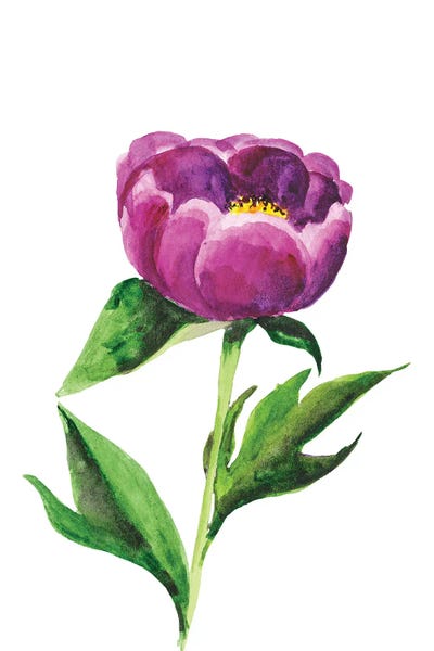 Nataly Mak: Peony Flower Watercolor by Nataly Mak