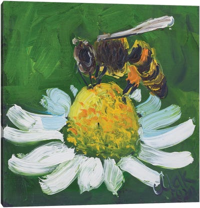 Honey Bee On Chamomile Canvas Art Print - Nataly Mak