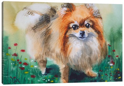 Dog Watercolor Canvas Art Print - Pomeranian Art