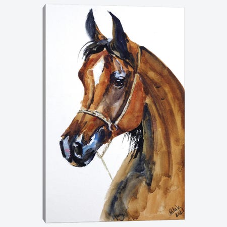 Arabian Horse Canvas Print #NTM5} by Nataly Mak Canvas Artwork