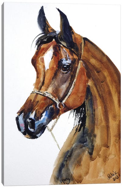 Arabian Horse Canvas Art Print - Nataly Mak