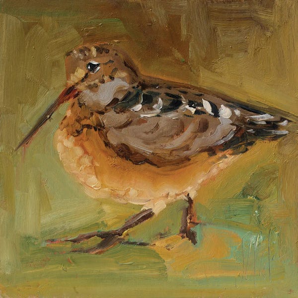 Woodcock Bird