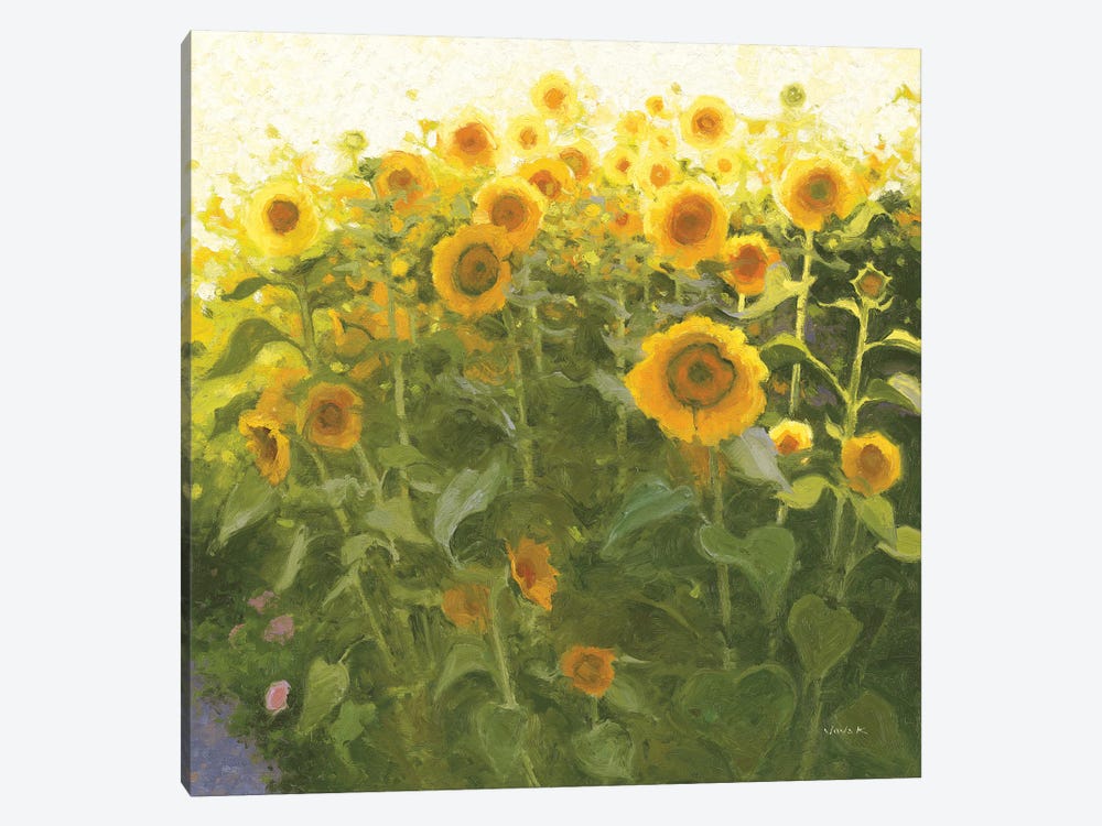 Sunflower Field by Shirley Novak 1-piece Canvas Art