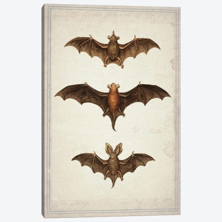 Bats Canvas Print #NWE4} by Natasha Wescoat Canvas Print