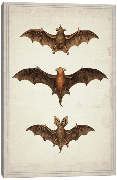 Bats Canvas Art Print - Vampire Art
