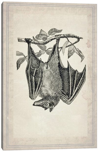 Bats IV Canvas Art Print - Vampire Art