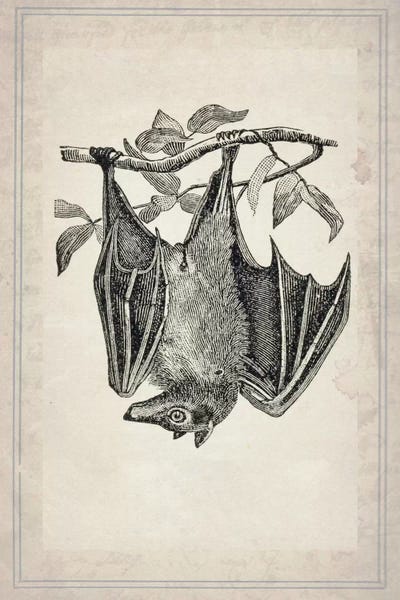 Bats: Bats IV by Natasha Wescoat