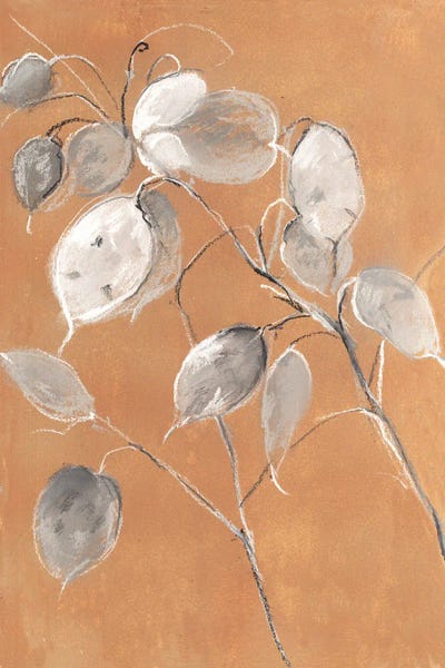 Vintage Botanical Illustrations: Sketchbook Honesty by Nel Whatmore