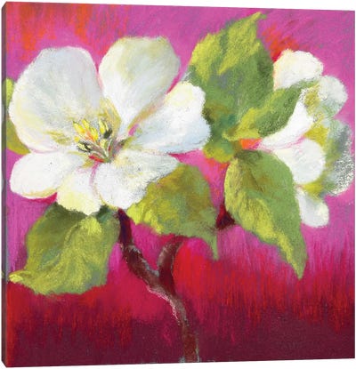 Apple Blossom II Canvas Art Print - Nel Whatmore