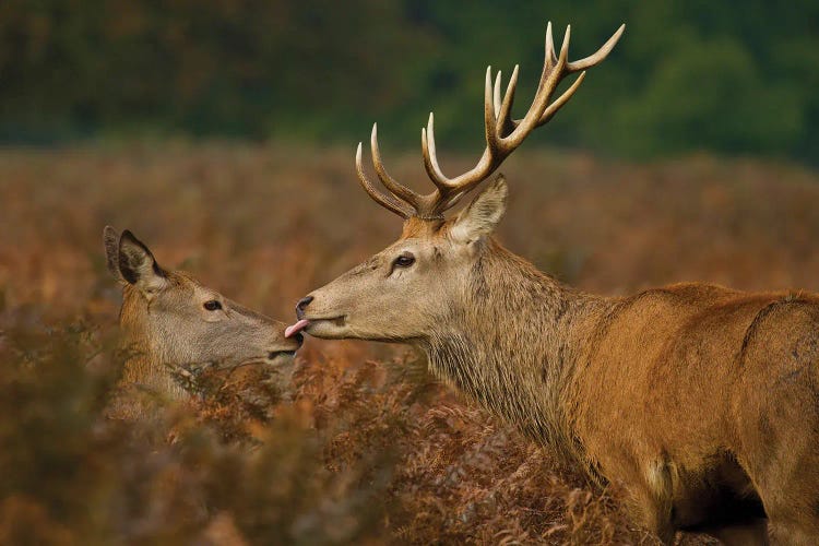 Stolen Kiss