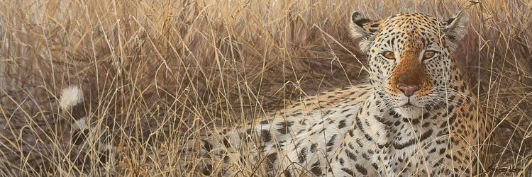 Eye of the Hunter by John Seerey-Lester wall art