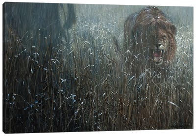 Growl in the Rain Canvas Art Print - Fine Art Safari