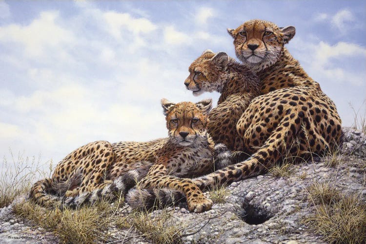 Kenyan Family - Cheetahs by John Seerey-Lester wall art