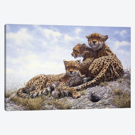Kenyan Family - Cheetahs Canvas Print #NYL16} by John Seerey-Lester Art Print