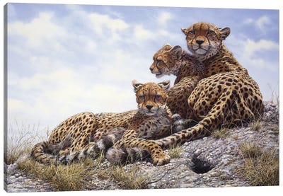 Kenyan Family - Cheetahs Canvas Art Print - Emotive Animals