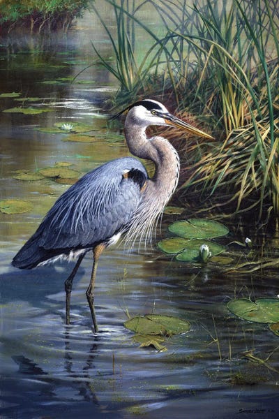 Large Scenic & Landscape Art - Canvas Prints: Lone Fisherman - Great Blue Heron by John Seerey-Lester