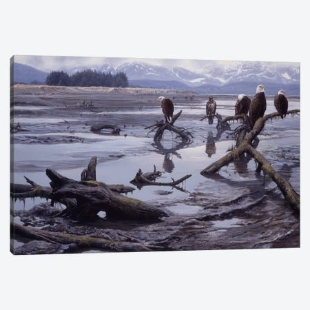 Low Tide - Bald Eagles Canvas Print #NYL18} by John Seerey-Lester Canvas Art