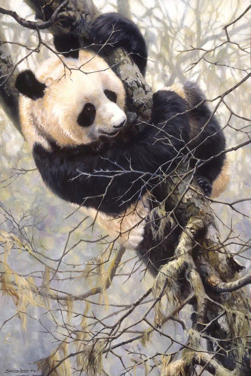 Panda Trilogy - Panda in Tree