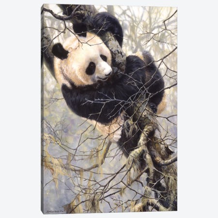 Panda Trilogy - Panda in Tree Canvas Print #NYL20} by John Seerey-Lester Canvas Art Print
