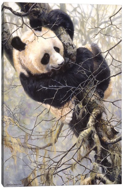 Panda Trilogy - Panda in Tree Canvas Art Print - Panda Art