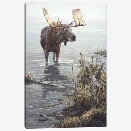 Silent Waters - Moose Canvas Print #NYL24} by John Seerey-Lester Canvas Art