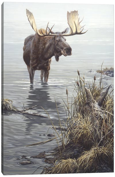 Silent Waters - Moose Canvas Art Print - Deer Art