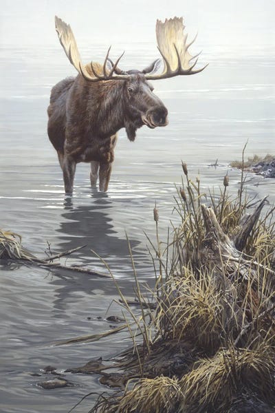 John Seerey-Lester: Silent Waters - Moose by John Seerey-Lester