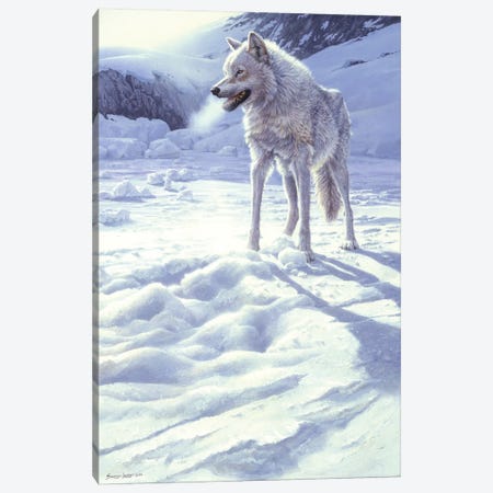 Spirit of the North - White Wolf Canvas Print #NYL25} by John Seerey-Lester Canvas Art