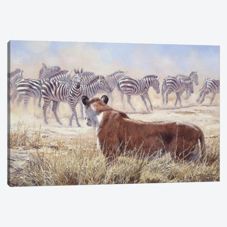 Spooked - Lion and Zebras Canvas Print #NYL26} by John Seerey-Lester Canvas Wall Art