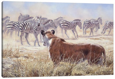 Spooked - Lion and Zebras Canvas Art Print - Zebra Art