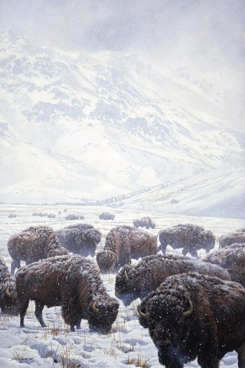 Winter Grazing Bison