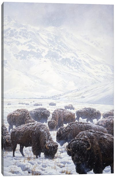 Winter Grazing Bison Canvas Art Print - Snow Art