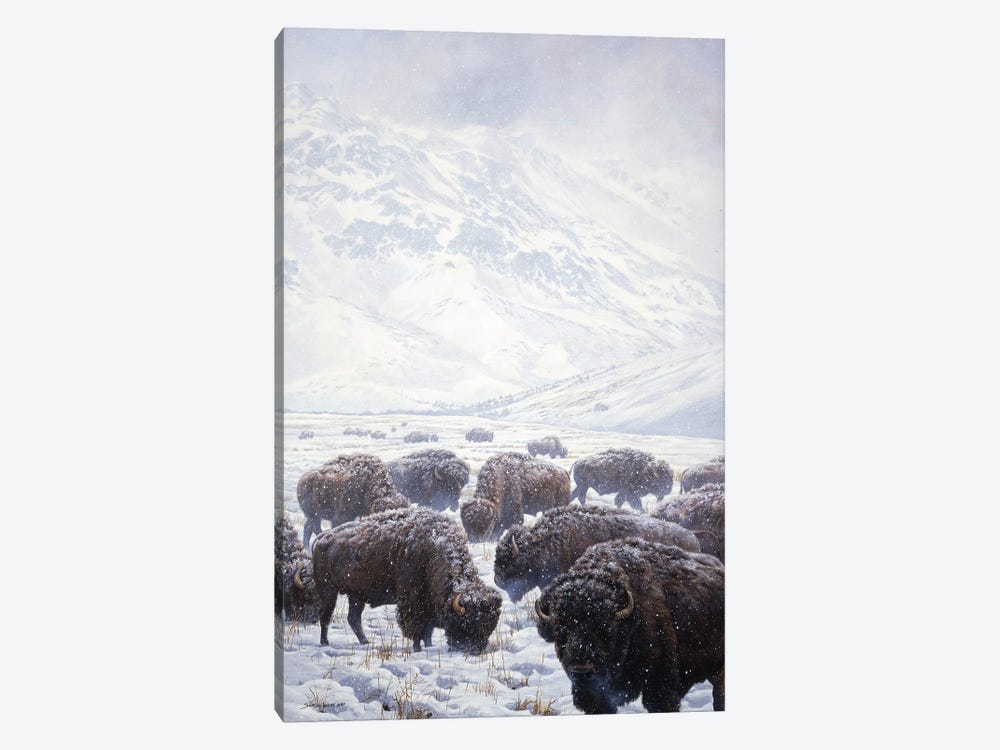 Winter Grazing Bison by John Seerey-Lester 1-piece Canvas Print