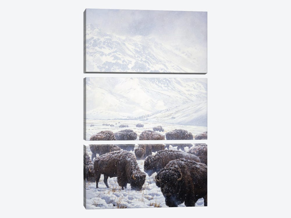Winter Grazing Bison by John Seerey-Lester 3-piece Canvas Print