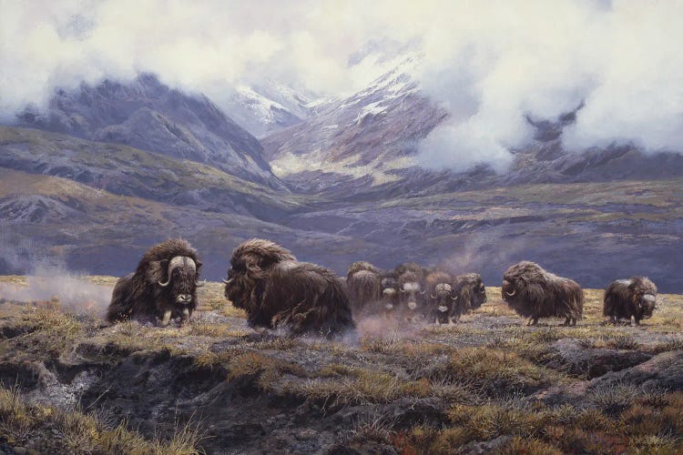 Autumn Thunder - Muskoxen