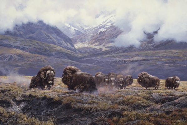 John Seerey-Lester: Autumn Thunder - Muskoxen by John Seerey-Lester