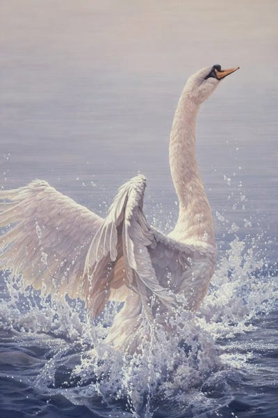 Bathing - Mute Swan by John Seerey-Lester canvas print