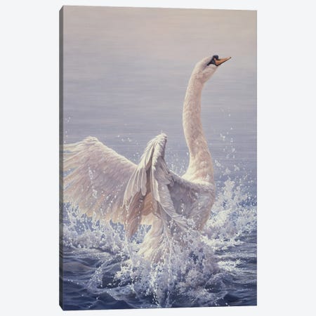 Bathing - Mute Swan Canvas Print #NYL4} by John Seerey-Lester Canvas Wall Art