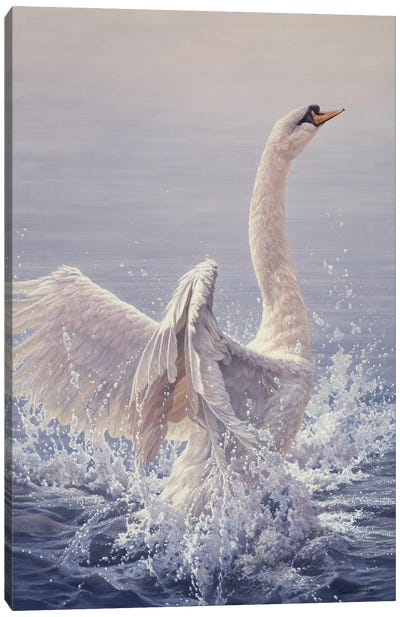 Bathing - Mute Swan Canvas Art Print - Seerey-Lester