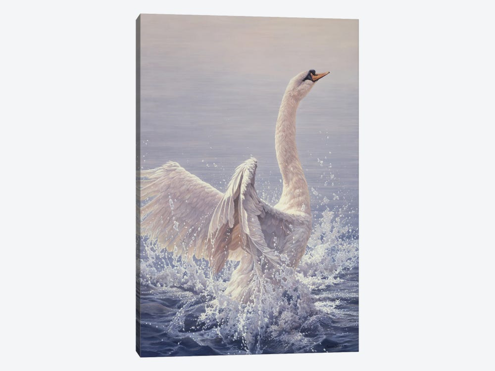 Bathing - Mute Swan by John Seerey-Lester 1-piece Art Print