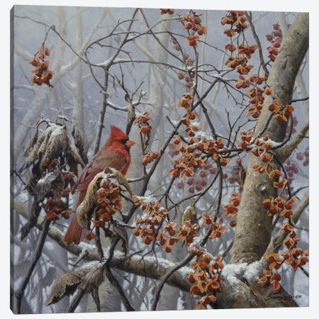 Bittersweet Winter - Cardinal Canvas Print #NYL5} by John Seerey-Lester Canvas Art