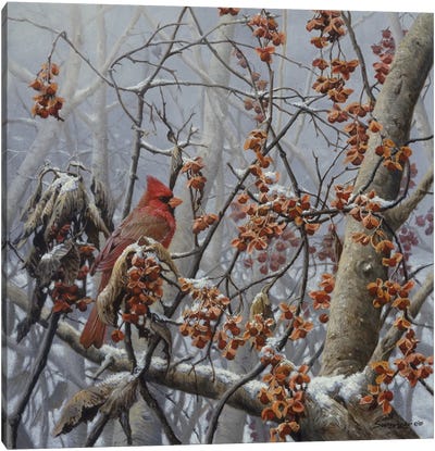 Bittersweet Winter - Cardinal Canvas Art Print - Cardinal Art