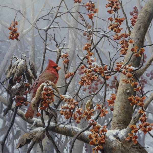 John Seerey-Lester: Bittersweet Winter - Cardinal by John Seerey-Lester