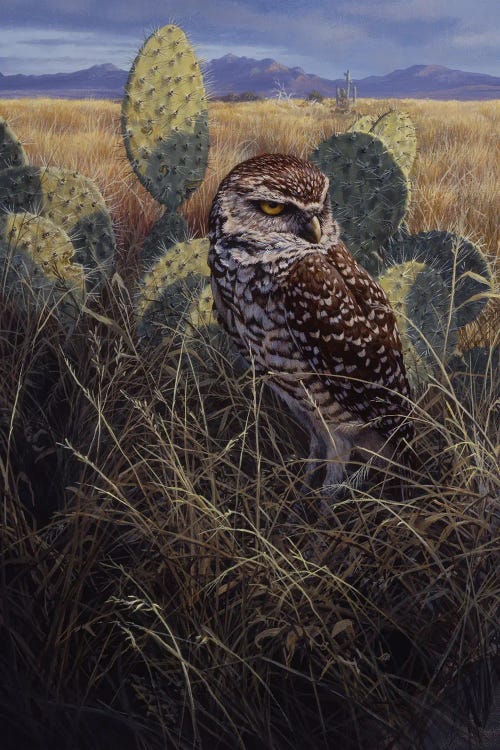 Burrowing Owl