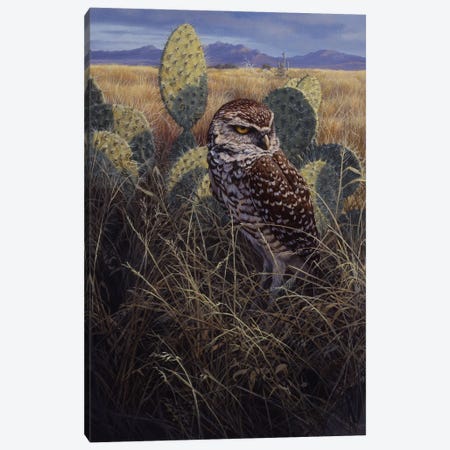 Burrowing Owl Canvas Print #NYL6} by John Seerey-Lester Canvas Artwork