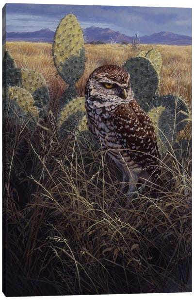 Burrowing Owl Canvas Art Print - Owl Art
