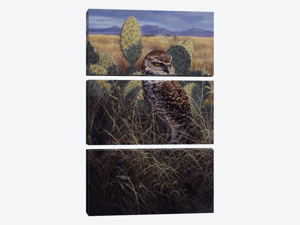 Burrowing Owl by John Seerey-Lester 3-piece Canvas Art Print